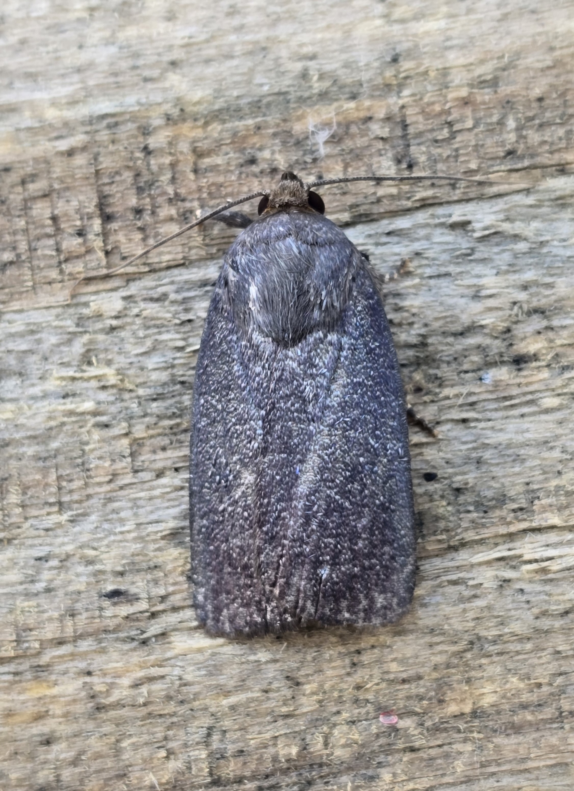 Photo of Amphipyra livida